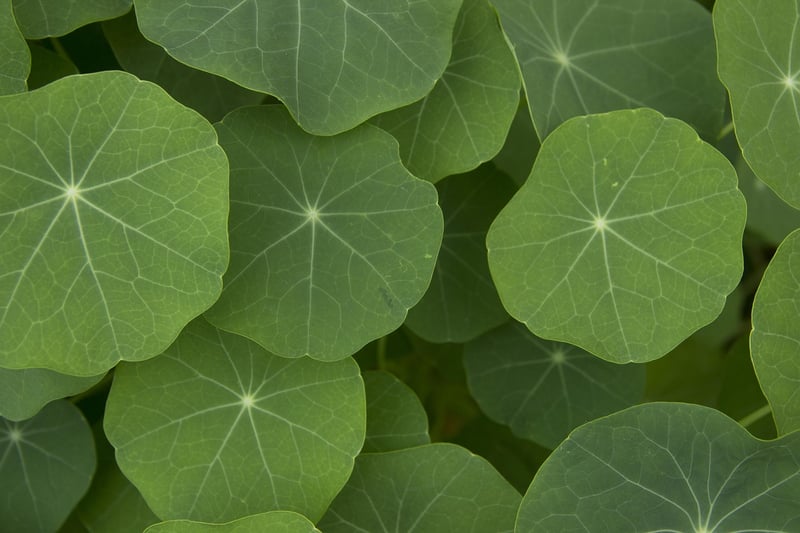 Nasturtiums
